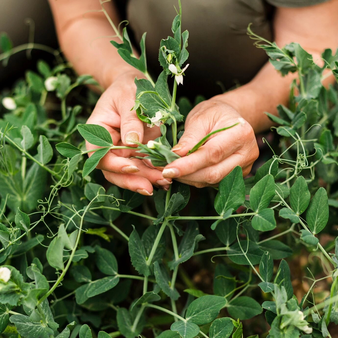 Herbal Gardening